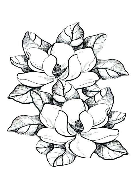 Magnolia Flower Drawing at GetDrawings | Free download