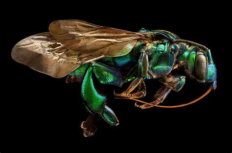 10,000 Stacked Photos Create Insanely Detailed Insect Portraits | The Creators Project