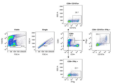 T Cell Assays | Charles River