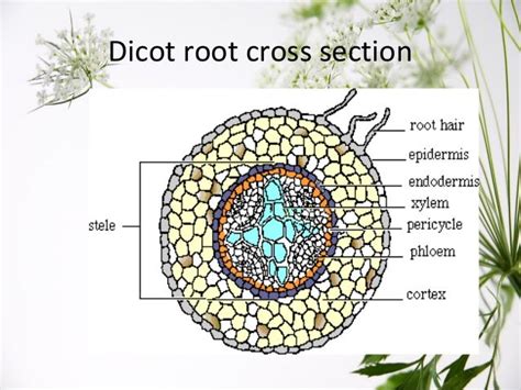 Dicot Root Cross Section - slidesharetrick