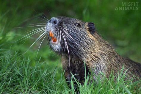 Beaver Teeth: What Do They Look Like & Why Are They Orange?