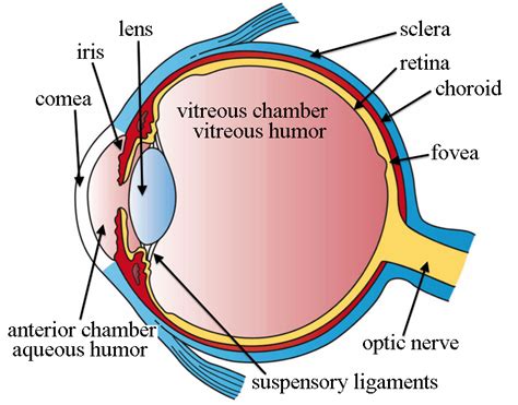 Mantis Shrimp Eye Diagram - Wiring Diagram Pictures