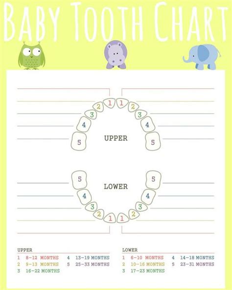 Free Printable Teething Chart, Baby Tooth Chart, Teething chart for babies, printable teething ...