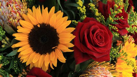 Download Sunflowers And Roses Bundle Valentines Wallpaper | Wallpapers.com