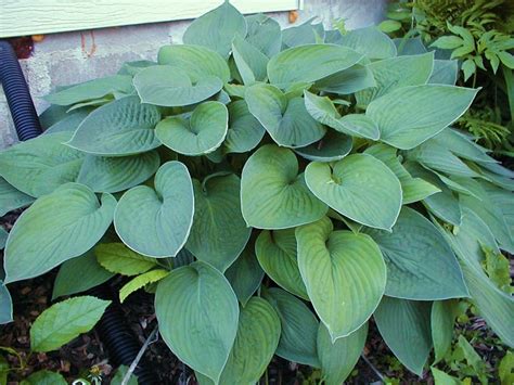 Giant Blue/Green Hosta – Hostas-Store