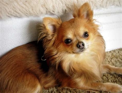 What is a chihuahua pomeranian pomchi mix – Artofit