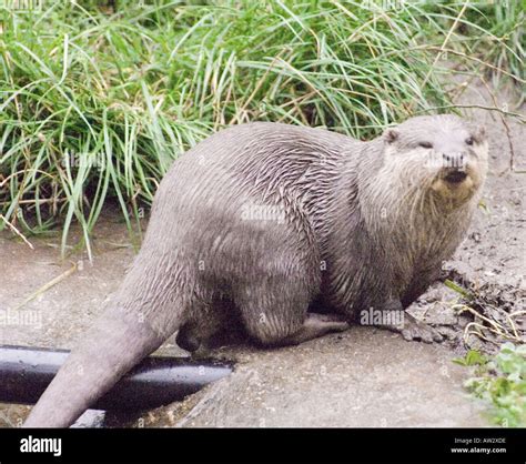 The Buckfast Butterfly Farm & Otter Sanctuary Buckfastleigh, Devon west ...