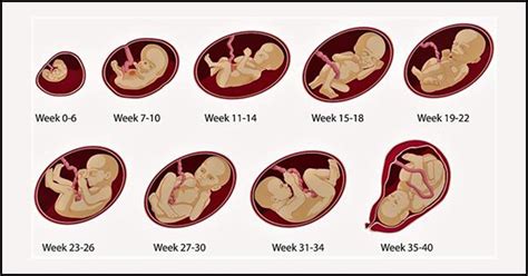 Pregnancy Week By Week - Symptoms, Baby Development, Tips And Body Changes