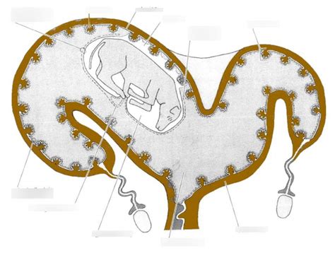 Bovine placenta and fetus Diagram | Quizlet