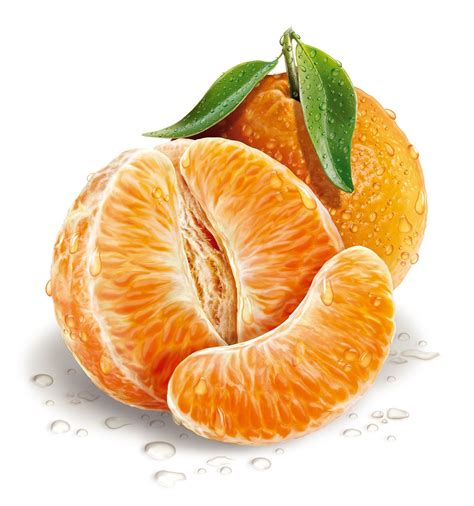 Tangerine | Fruits drawing, Fruit illustration, Fruit painting