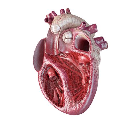 Human Heart Cross-section With Detailed #1 Photograph by Leonello Calvetti - Pixels