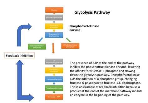 Feedback Inhibition: Definition, Example And A Brief Explanation