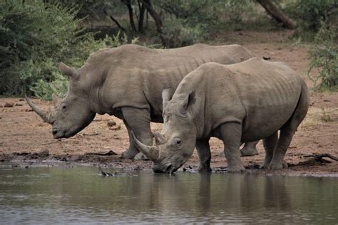 How to support Rhino conservation in five easy steps