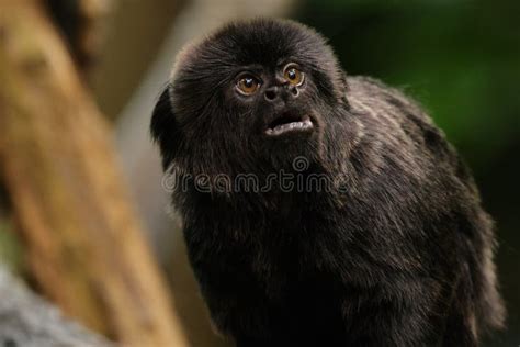 Marmoset monkey stock photo. Image of equator, mouth, primate - 3374874