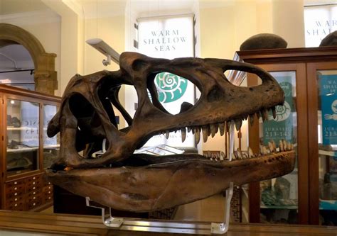 Britain’s best places to see: Dinosaurs and fossils – Museum Crush