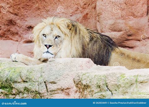 Lion on a rock stock image. Image of mammal, looking - 26203449