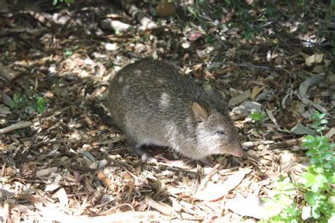 Long-Nosed Potoroo - Facts, Diet, Habitat & Pictures on Animalia.bio