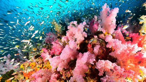 Similan Islands Diving - Similan Islands