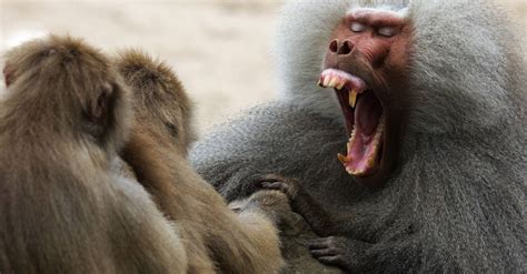 Baboons use their tongues to make vowel-like sounds found in human ...