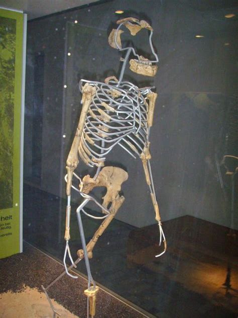 Lucy Australopithecus: A female skeleton estimated to be 3 million ...