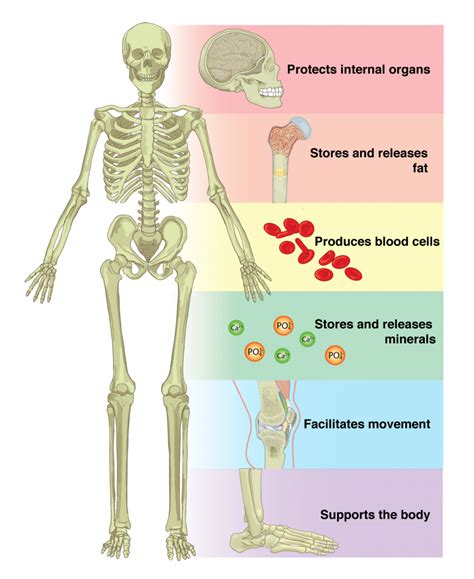 6.1 The Functions of the Skeletal System – Anatomy & Physiology