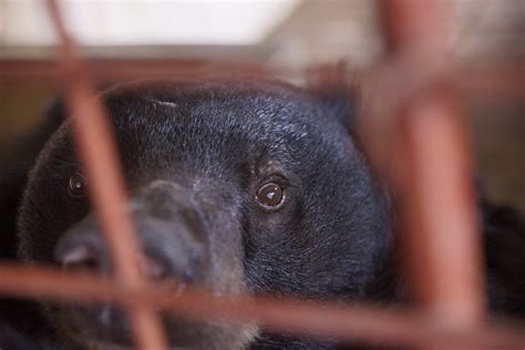 Five bears rescued from years of cruelty on a bear bile farm arrive at rescue centre