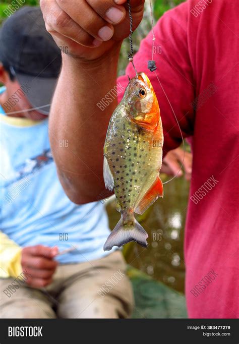 Piranha On Amazon Image & Photo (Free Trial) | Bigstock