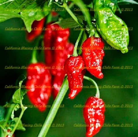 Ghost pepper vs carolina reaper - luxurykesil