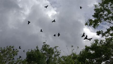 4k Flock of Crows Flying Stock Footage Video (100% Royalty-free) 9329522 | Shutterstock