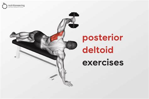 23 Posterior Deltoid Exercises (With Videos & Pictures)