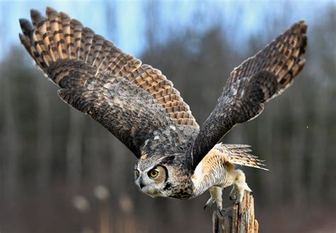 Birds of prey are flying spectacles at the Canadian Raptor Conservancy | TheSpec.com