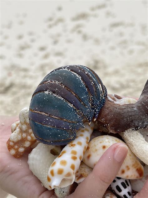 We found this blue and purple shell at the beach : r/pics