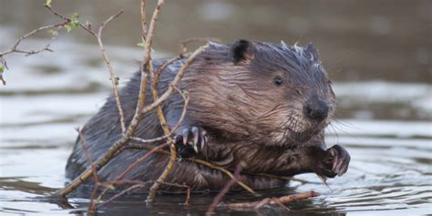 Oregon State scientists sequence genome of Beaver