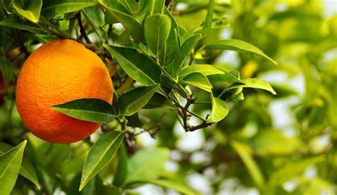 Chinotto fruit - Complete Gardering