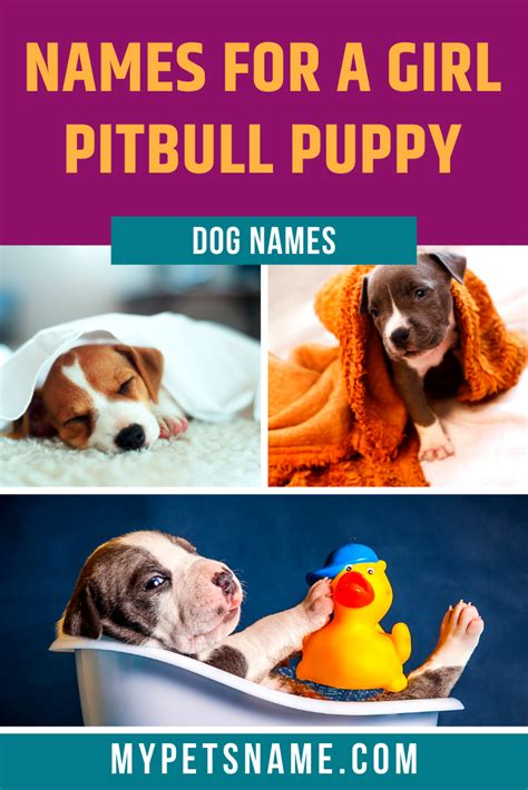 Girl Pitbull Names in 2020 | Girl pitbull names, Pitbull names, Female ...