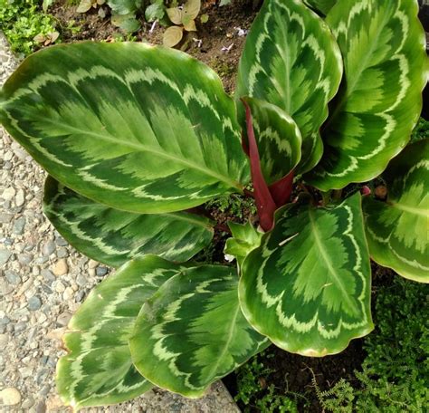 Photo of the entire plant of Goeppertia posted by DogsNDaylilies - Garden.org