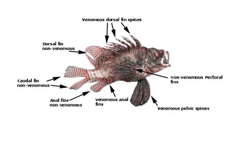 The lionfish sting : LionfishHunting.com, online store for lionfish hunting gear