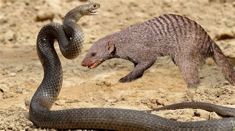 Cobra spits venom at Mongoose when attacked - YouTube