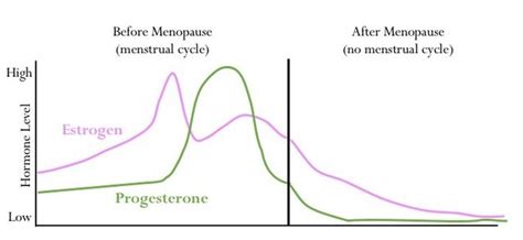 Estrogen and Progesterone: Beyond Reproduction | Psychology Today