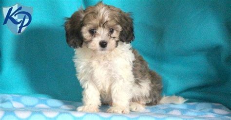 Havachon Puppies For Sale | Puppy Adoption | Keystone Puppies