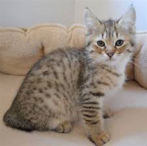 Pixie-bob Cat Breed Information, Images, Characteristics, Health