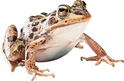 Frog PNG