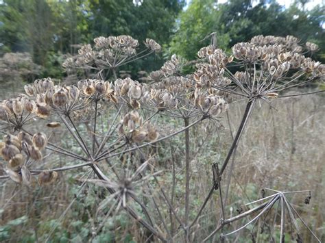 Hogweed | Plant-Lore