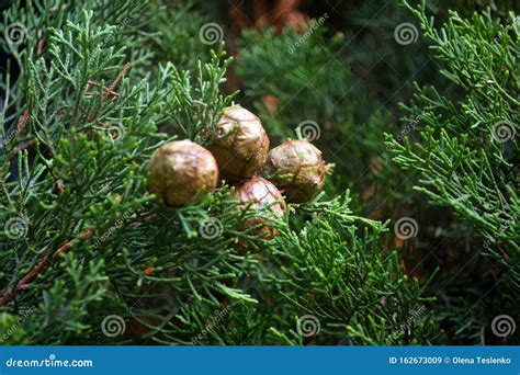 Cypress Cedar Tree with Cones. Coniferous Plant, Thuja, Cypress. Thuja Leaf Green Texture Stock ...