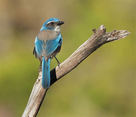 WesternScrubJayp