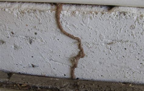 8 Telltale Termite Signs to Look Out For - Pest Hacks