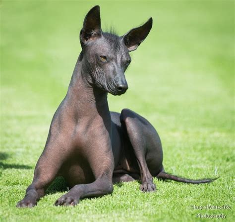 Peruvian Inca Orchid | Hairless dog, Mexican hairless dog, Dog list