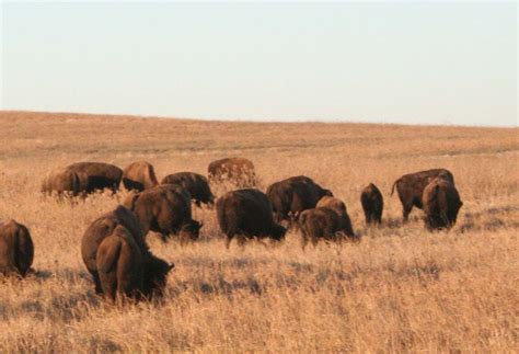 LARRY'S RAMBLE: Tallgrass Prairie National Preserve....