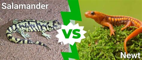 Newt vs Salamander: What’s the Difference? - IMP WORLD