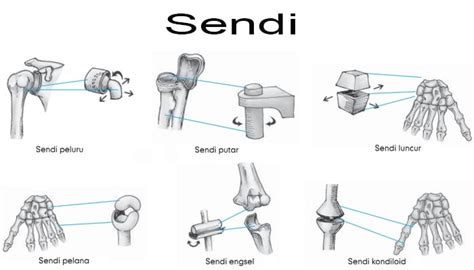 Pengertian Sendi : Fungsi, Komponen, Macam, Letak, Pergerakan dan Penyakit Sendi Pada Manusia